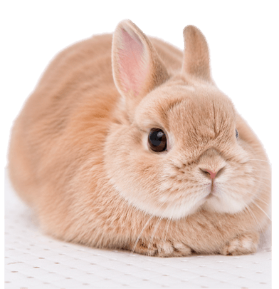 Animali Esotici: microchip, anagrafe e assistenza dedicata a Binasco, Rozzano, Motta Visconti, Certosa di Pavia, Lacchiarella.