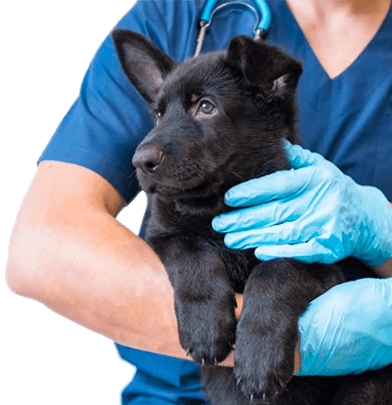 Chirurgia d'avanguardia in sicurezza e assistenza al recupero post-operatorio: Ambulatorio Veterinario a Binasco, Certosa di Pavia, Motta Visconti, Rozzano, Lacchiarella.