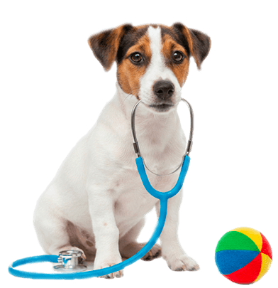 Visite e percorsi di prevenzione personalizzati su linee guida internazionali di Medicina Veterinaria a Binasco, Lacchiarella, Certosa di Pavia, Rozzano, Motta Visconti.