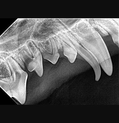 Odontostomatologia e Igene Dentale: Prevenzione e cura delle patologie dentali per la salute dell'animale a Binasco, Rozzano, Certosa di Pavia, Lacchiarella, Motta Visconti.